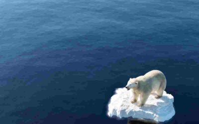 The Tip of the Iceberg on International Polar Bear Day