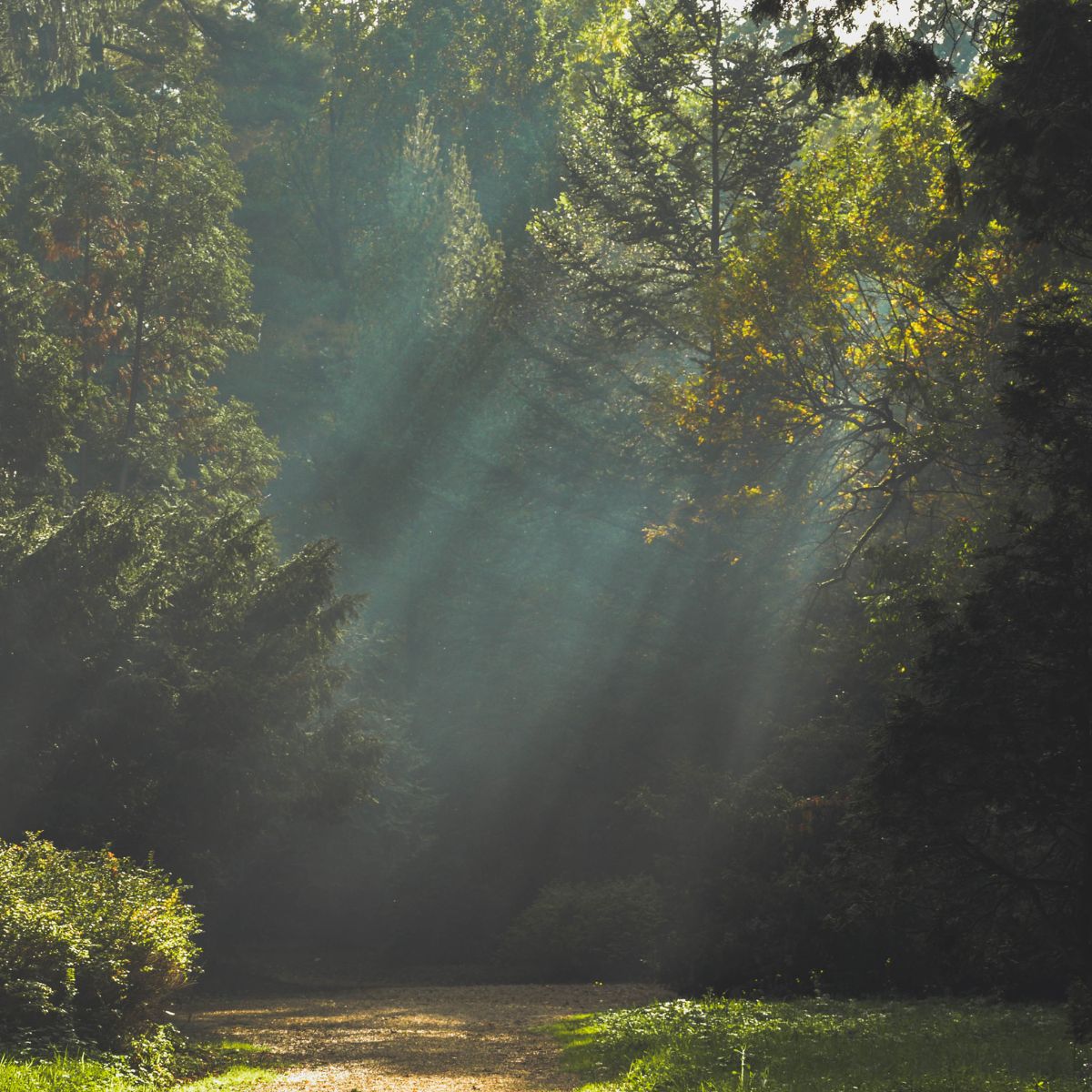 Sun shining through trees on a wood walk