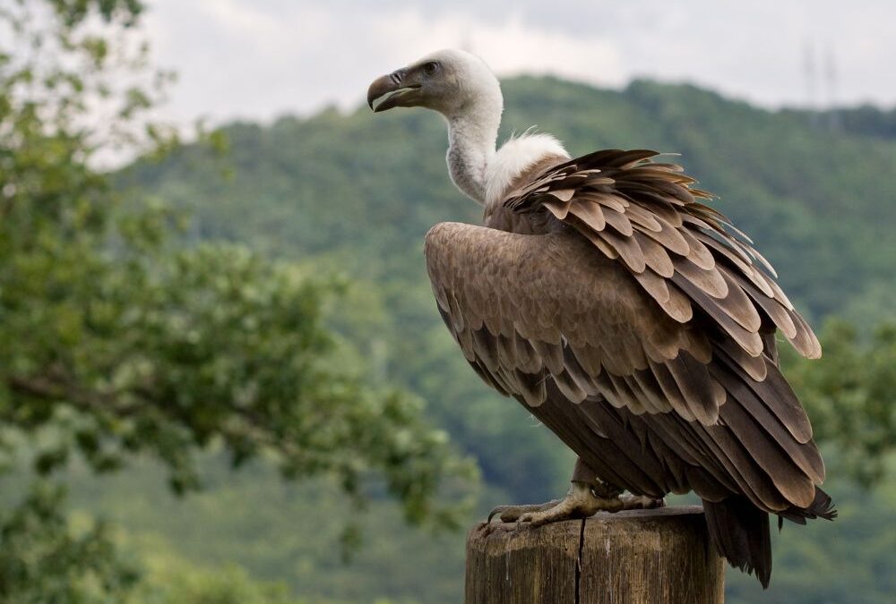 Flight of the Vultures