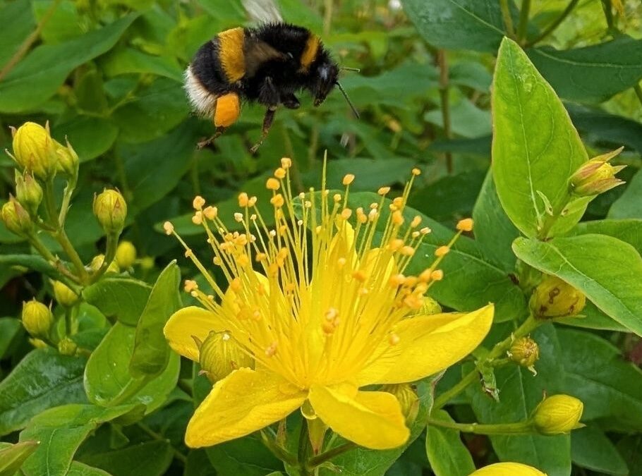 Beyond the Hive: rethinking how we support pollinators