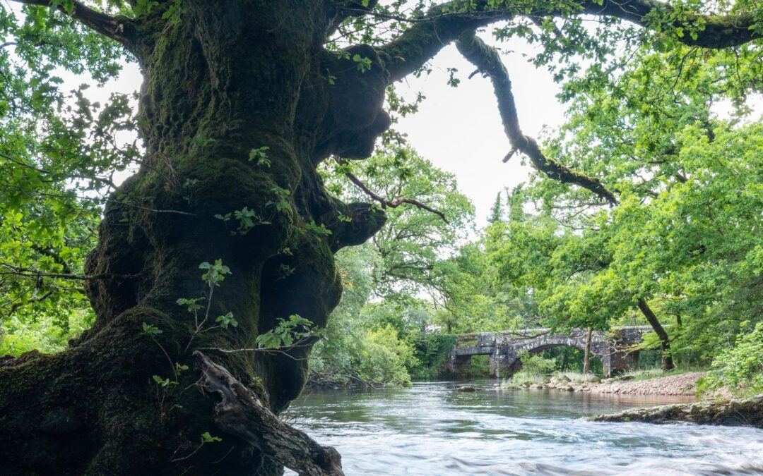 Nature Governance in the collapse-aware era